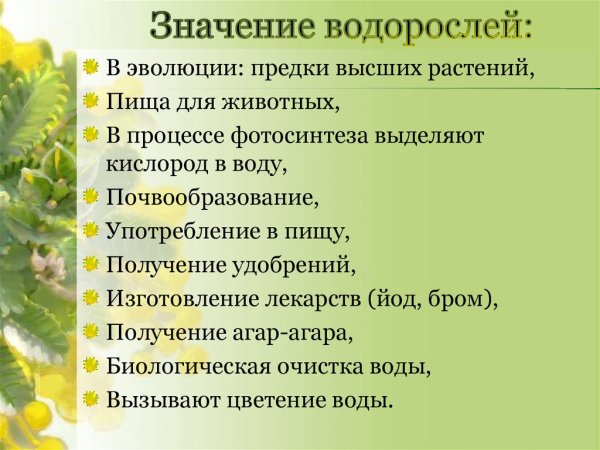 Значение водорослей в природе