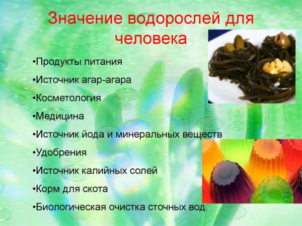 Роль водорослей для человека