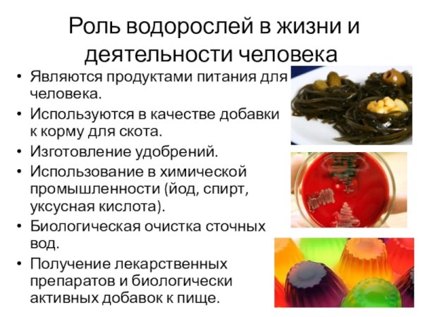 Многообразие водорослей зелёных6 класс биология