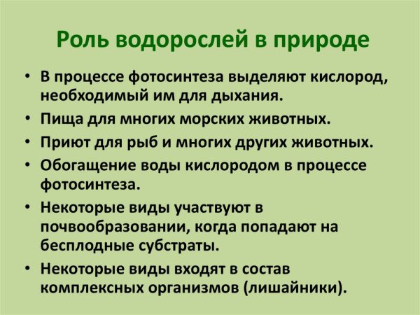 Значение водорослей в природе