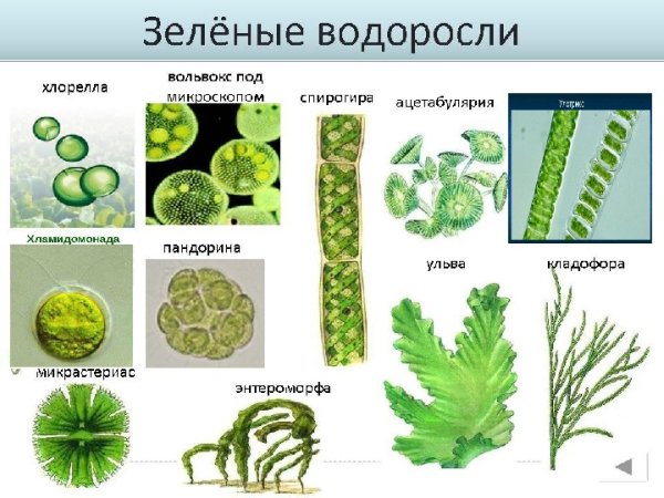 Водоросли их многообразие в природе