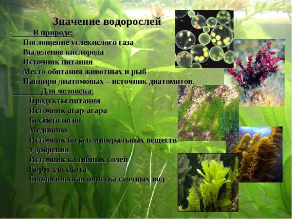 Роль водорослей в жизни человека 5 класс биология