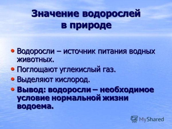 Значение зеленых водорослей