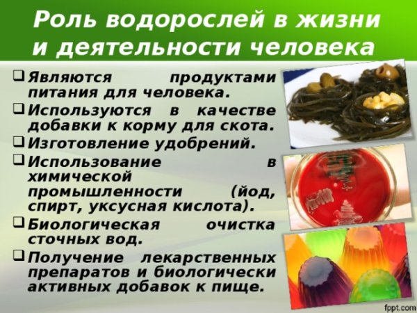 Водоросли их многообразие