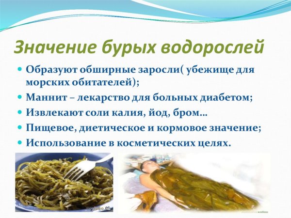 Роль водорослей в жизни и деятельности человека