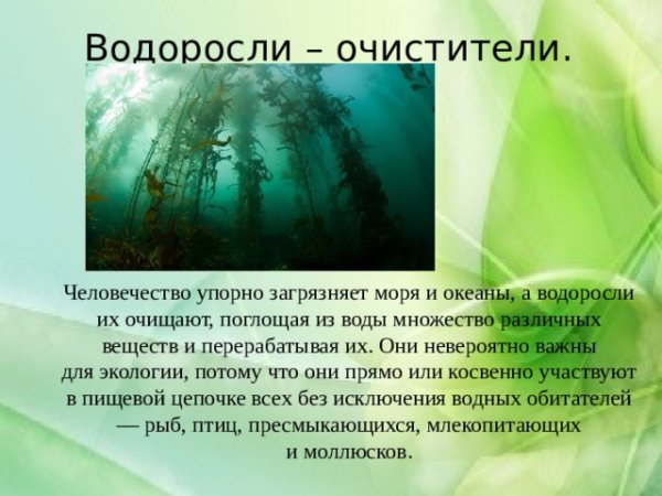 Роль водорослей в природе и жизни человека