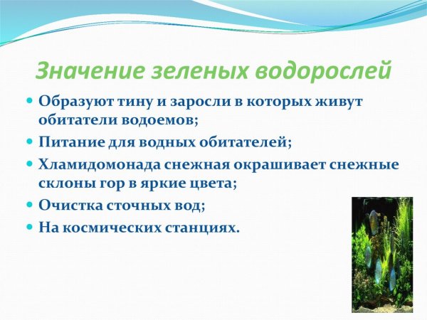 Предложите схему показывающую значение и использование водорослей