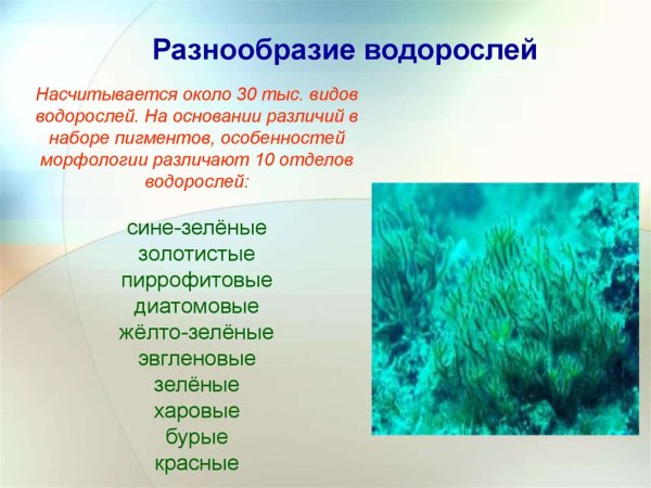 Интересные факты о водоросля