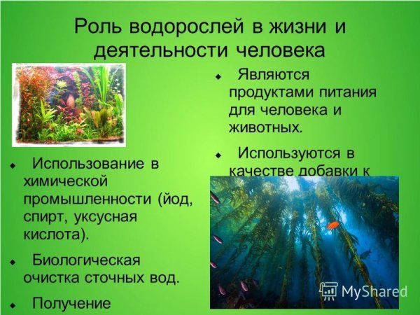 Водоросли многообразие водорослей