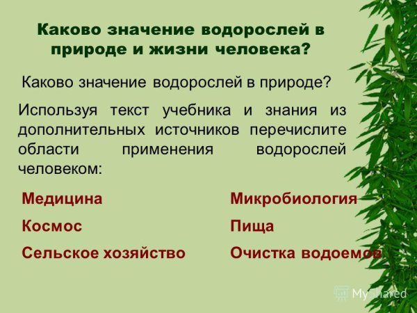 Роль водорослей в водных экосистемах