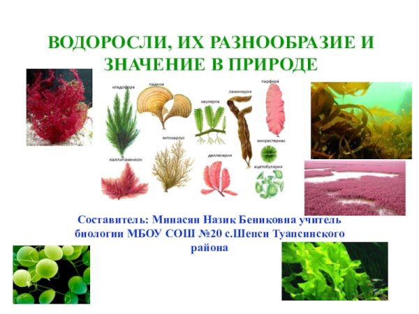 Значение водорослей в природе