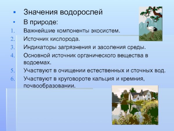 Роль водорослей