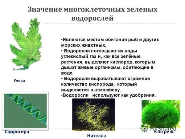 Водоросли которые употребляют в пищу