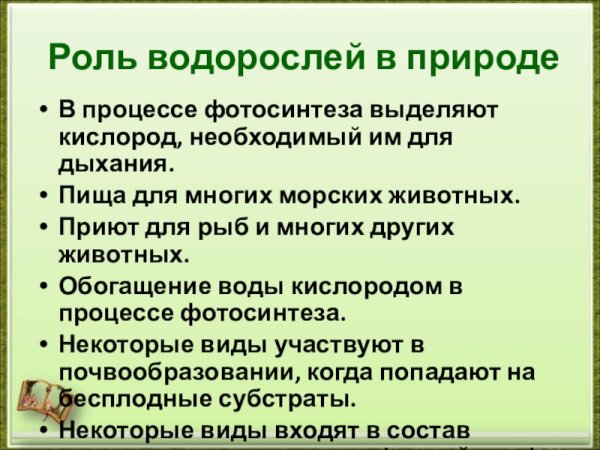 Значение водорослей в природе