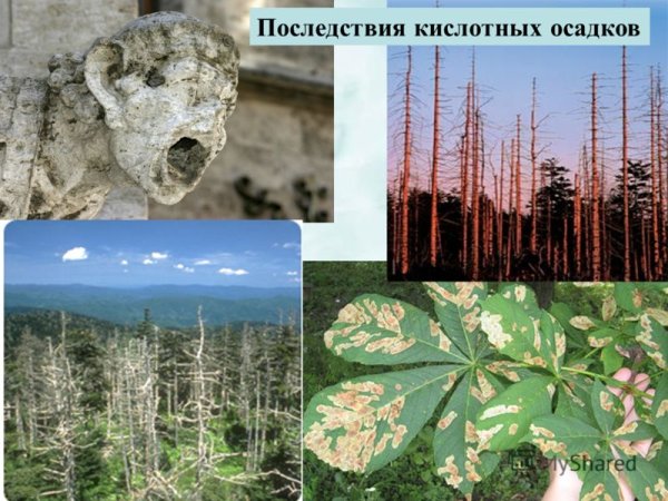 Последствия кислородных дождей