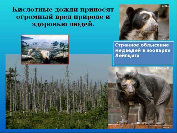 Кислотные дожди последствия для животных