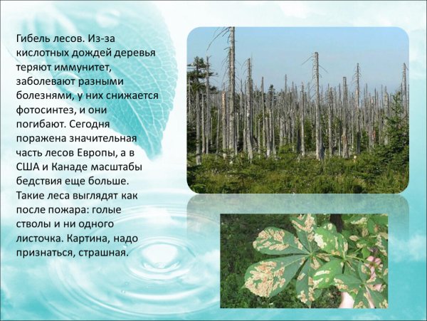 Влияние кислотных осадков на леса