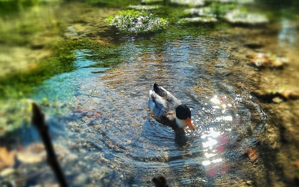 Чистая вода в пруду