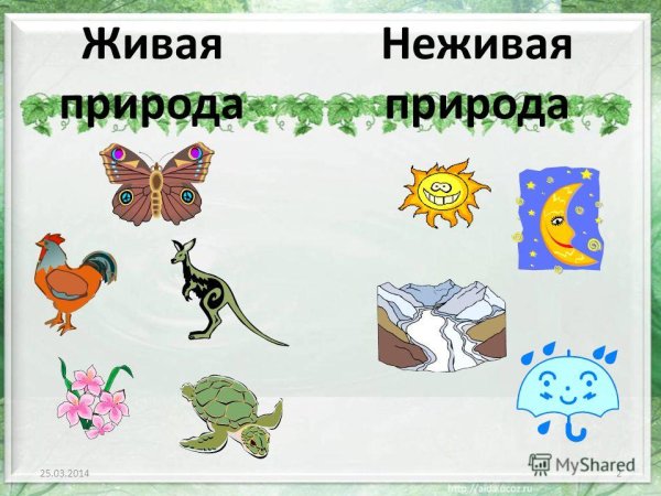 Живые и неживые предметы для дошкольников задания