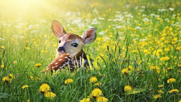 Олененок в цветах