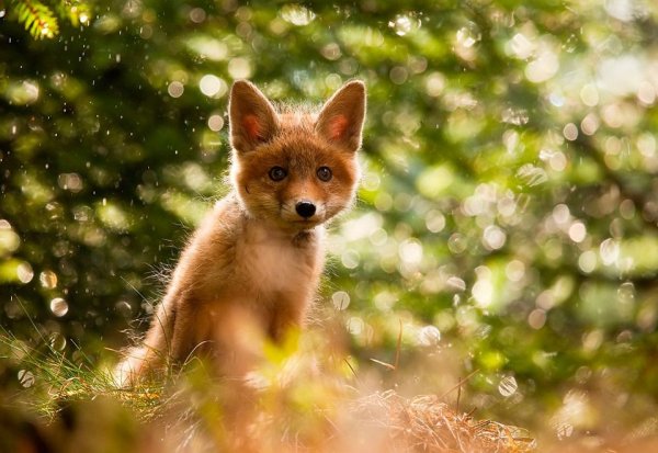 Лисенок животное