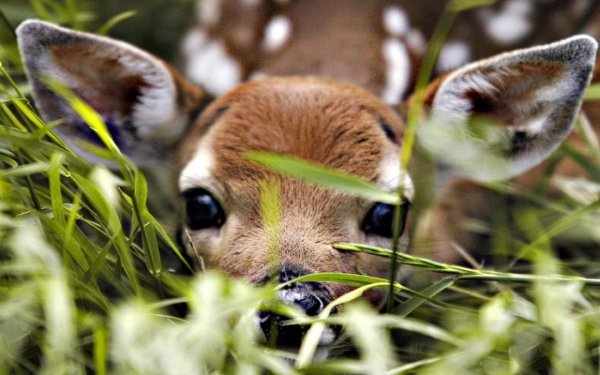 Маленький оленёнок