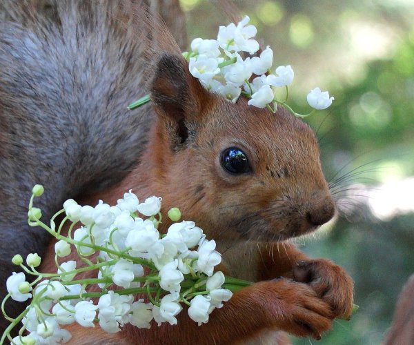 Животные весной фото