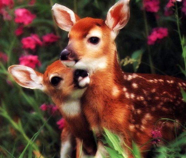 Милые Оленята