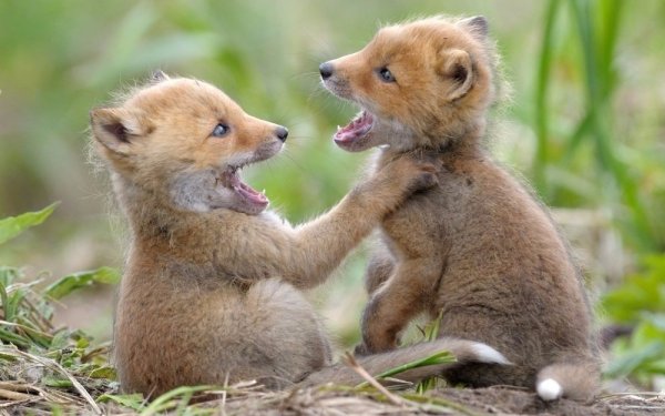 Новорожденные лисята