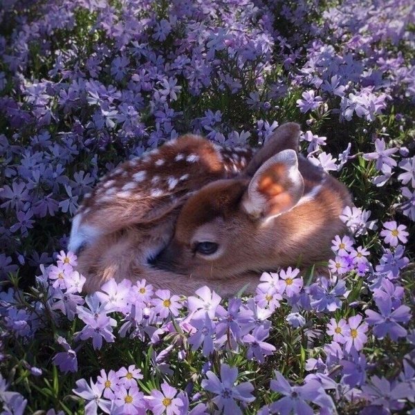 Цветы и зверюшки