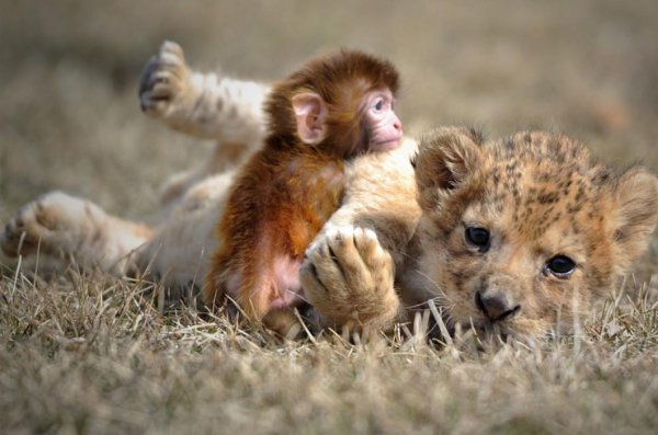 Детеныши животных