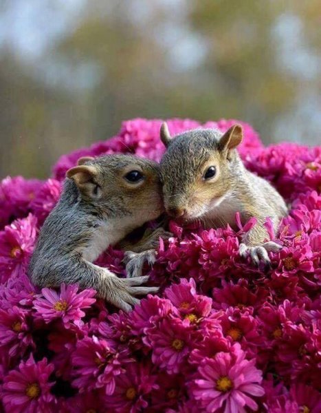 Цветы и животные