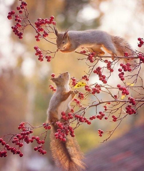 Гирт Вегген белки