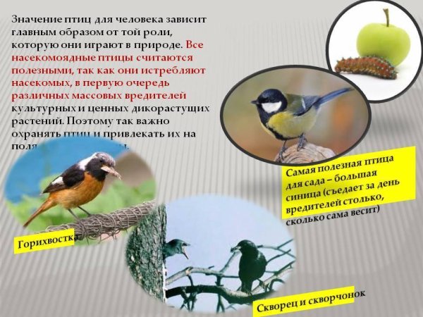 Роль насекомоядных птиц