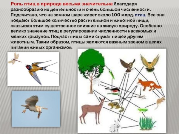 Роль птиц в природе