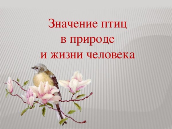 Значение птиц в природе и жизни человека