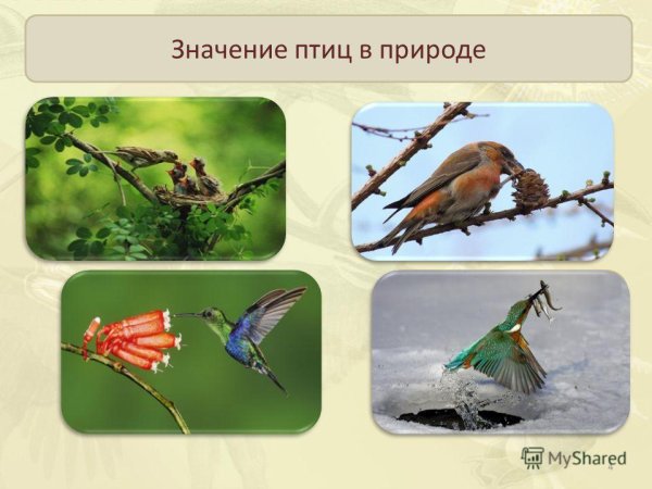 Значение птиц в природе