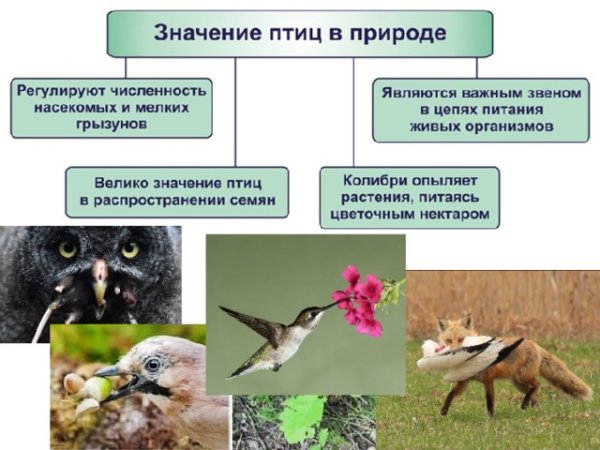 Роль птиц в природе