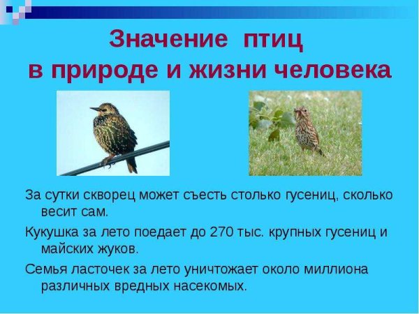 Значение птиц в жизни человека