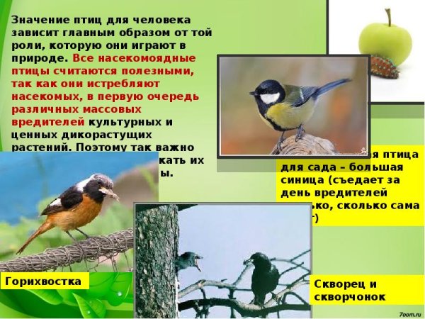 Охрана птиц в природе