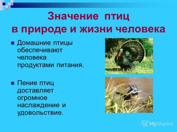 Значение птиц в природе и жизни человека