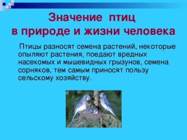 Птицы в природе и в жизни человека