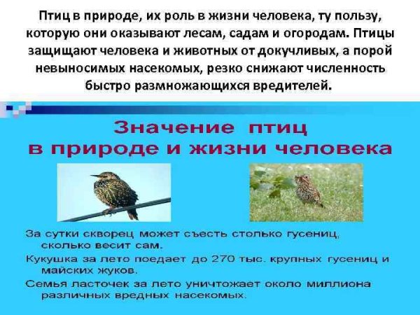 Польза птиц в природе