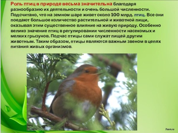 Птицы в природе и в жизни человека