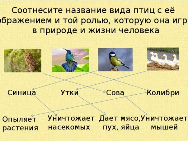 Польза птиц в природе