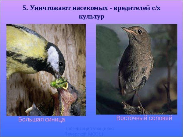 Значение птиц в жизни человека фото