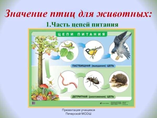 Птицы в природе и в жизни человека