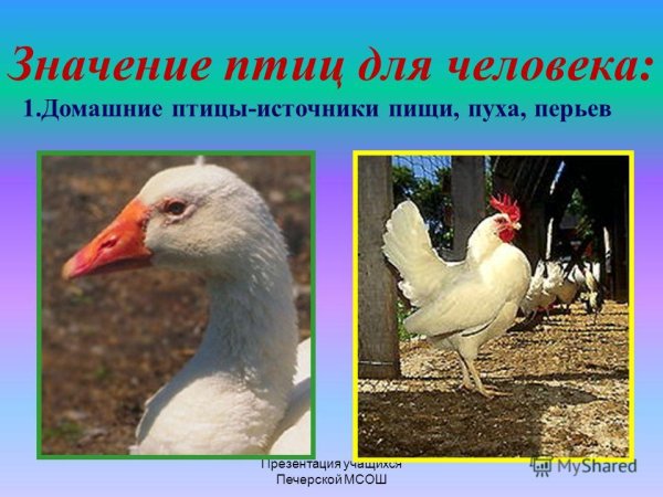 Домашние птицы в жизни человека