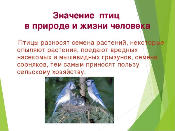 Значение птиц в природе
