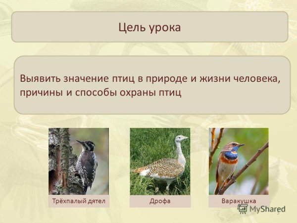 Охраняемые птицы